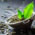 Broccoli Sprout Extract