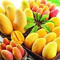 Glucomannan